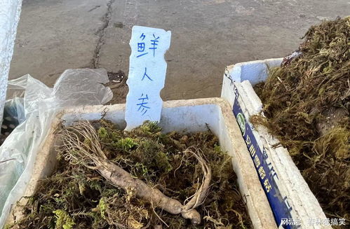 昆明市場羊肚菌價格處于全年最低水平